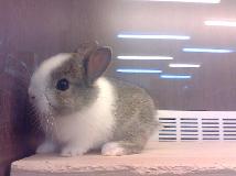 寵物店的可愛兔兔(2P)